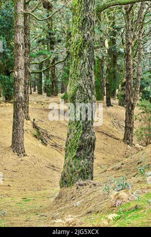 Moos bedeckte Pinien in einem ruhigen, üppigen grünen Wald. Friedliche Harmonie und Schönheit in der Natur, mit natürlichen Wachstumsmustern und Texturen. Beruhigende Zen Stockfoto
