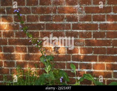 Bratschen, die in einem grünen Garten vor einer Wand wachsen. Schöne violett blühende Pflanze blüht in einem botanischen Park. Blüht im Frühling Stockfoto