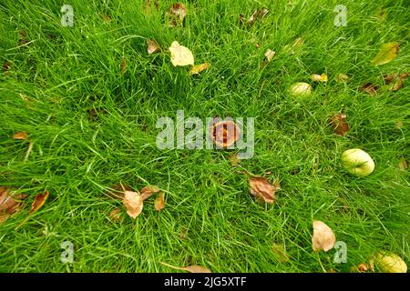 Oben Ansicht eines faulen oder gefressen Apfel auf üppigem grünem Gras und Rasen Hintergrund mit Kopieplatz. Antenne von frischen Äpfeln auf dem Boden in einem privaten und Stockfoto