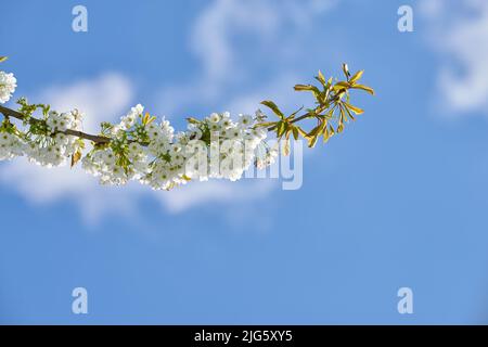 Reine weiße Mirabelle oder Prunus Domestica Blumen wachsen auf einem Pflaumenbaum in einem Garten von unten auf einem blauen Himmel Hintergrund mit Copyspace. Nahaufnahme Stockfoto