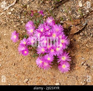 Bunte rosa Blüten wachsen auf trockenem Land. Fynbos im Table Mountain National Park, Cape of Good Hope, Südafrika. Nahaufnahme von oben von feinem Busch Stockfoto