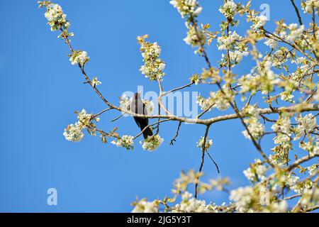 Blackbird sitzt auf einem Baum gegen einen blauen Himmel. Schöner Vogel, der auf einem Blumenbeet-Zweig sitzt. Reine weiße Mirabelle oder Prunus Domestica Blüten blühen Stockfoto