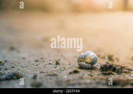 Nahaufnahme frischer Hühnermist auf dem Boden Stockfoto