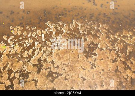 Luftaufnahme der Oberfläche eines Sees oder Sumpfes mit Wasservegetation in Sri Lanka. Stockfoto