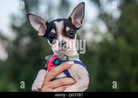 Kleiner Hund. Porträt des Hundes von kleiner Rasse. Tier in der Hand. Hund auf der Straße. Ausdrucksstarker Blick auf das Haustier. Wandertiere im Sommer. Kleiner Freund. Stockfoto