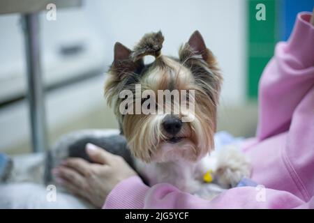 Hund beim Tierarzt. Haustier ist in den Händen der Gastgeberin. Mädchen hält kleinen Hund auf ihrem Schoß. Details der Aufnahme des Patienten in der Tierklinik. Stockfoto