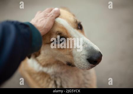 Der Mann streichelte dem Hund den Kopf. Der Typ streichelt mit seiner Hand das Gesicht eines obdachlosen Hundes. Sommer Tierporträt auf der Straße. Gerillte Augen eines Stockfoto