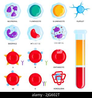 Blutgruppen gruppiert Zellen Bunte Symbole mit Lymphozyten Erythrozyten Hämogoglin und Reagenzglas Infografik Vektor Illustration gesetzt Stock Vektor