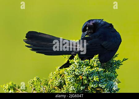 Ein männlicher Schwanzgrackle, der in einem Baum steht Stockfoto