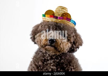 Ein entzückender schwarzer Pudel Hund trägt Hut mit Sonnenbrille auf weißem Hintergrund für Sommer-Konzept. Stockfoto