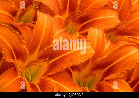 Orange Taglilien Stockfoto