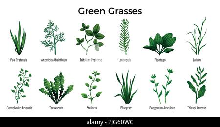 Realistische Klingen von grünen Gräsern mit Kleegras Blaugras Lavendel pennycress Ribwort Knoblaugras Dandelion Bindweed isoliert auf weißem Hintergrund vect gesetzt Stock Vektor