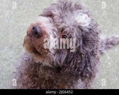 Schöner trüffelhund lagotto romagnolo Stockfoto