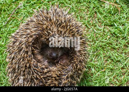 Ein großer Igel rollte sich auf dem Gras zusammen Stockfoto