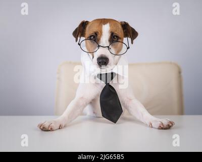 Hund Jack Russell Terrier in Krawatte und Brille sitzt an einem Schreibtisch. Stockfoto