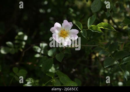 Howell Hill Nature Reserve Wild Rose Epsom Surrey England Stockfoto