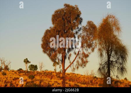 Morgenlicht beleuchtet eine australische Wüstenlandschaft mit Akazienbäumen Stockfoto