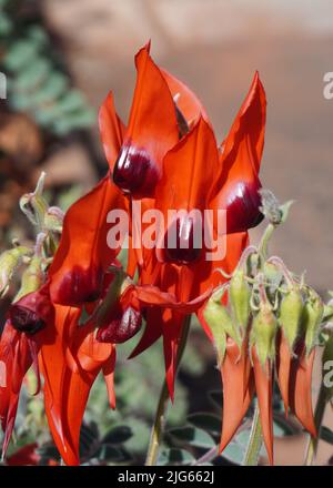 Nahaufnahme einer Sturt Desert Pea mit hellen Augen und glänzender Nase Stockfoto