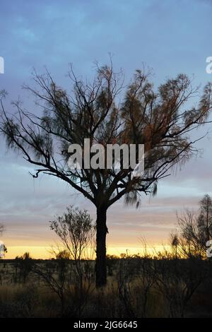 Erste Sonnenstrahlen erleuchten einen Akazienbaum im australischen Outback Stockfoto