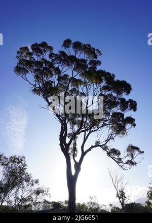 Gum Tree Silhouette im späten Nachmittagslicht Stockfoto