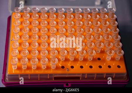 Pips für Mikropipetten isoliert auf orangefarbenem Display. Stockfoto