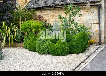 Heckenhühner und Hühner in topiarischer Box im Bourton House Gardens, Morton in Marsh. Stockfoto