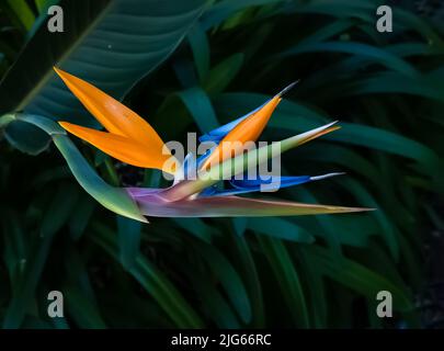 Mehrfarbige Paradiesvogelblume Nahaufnahme vor einem dunkelgrünen Blatt verschwommener Hintergrund Stockfoto