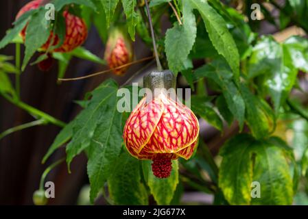 Abutilon 'Biltmore Ballkleid' - blühender Ahorn - Malvaceae, die Malve Familie im Bourton House Gardens, Morton in Marsh. Stockfoto