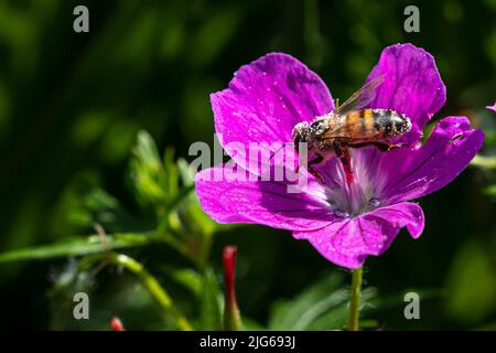 Honigbiene sammelt Nektar und Pollen auf einer violetten Malve-Blüte Stockfoto