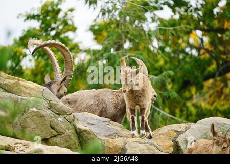 Steinbock Familie auf Felsen in der Natur. Großes Horn bei Säugetieren. Huftiere klettern über die Berge. Tierfoto Stockfoto