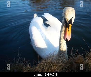 Stummer Schwan am Ufer. Interessierter Blick des Wasservogels. Vogel aus Brandenburg. Tierfoto aus der Natur Stockfoto