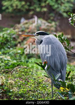 Graureiher sitzt an Land und ruht in der Sonne. Ein eleganter Jäger, der fast überall auf der Welt zu finden ist. Tierfoto eines Vogels aus der Natur Stockfoto