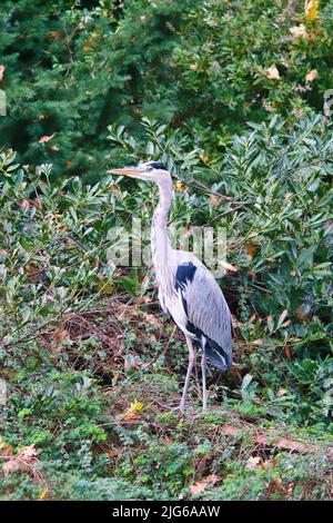 Graureiher sitzt an Land und ruht in der Sonne. Ein eleganter Jäger, der fast überall auf der Welt zu finden ist. Tierfoto eines Vogels aus der Natur Stockfoto