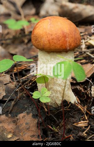 Tierwelt Europas - essbare und ungenießbare Pilze, die im Wald wachsen, Orangen-Cup-Steinpilze. Stockfoto