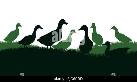 Enten grasen auf der Weide. Bildsilhouette. Haustiere auf dem Bauernhof. Hausgeflügel. Isoliert auf weißem Hintergrund. Vektor. Stock Vektor