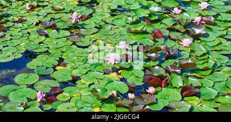 Rosa Seerosen, Natur Hintergrund Stockfoto