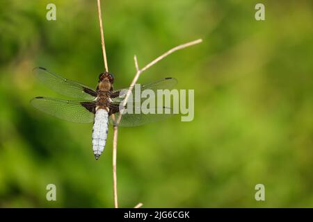 Nahaufnahme einer großen blauen Libelle in der Natur, breitkörperiger, trockener Ast, Naturfotografie Stockfoto