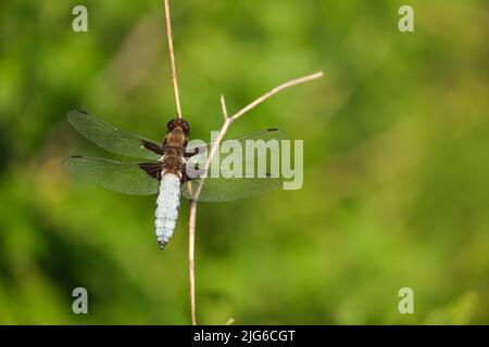 Nahaufnahme eines breitkörperigen Verfolgers in der Natur auf einem trockenen Ast, wunderschöne blaue Libelle Stockfoto
