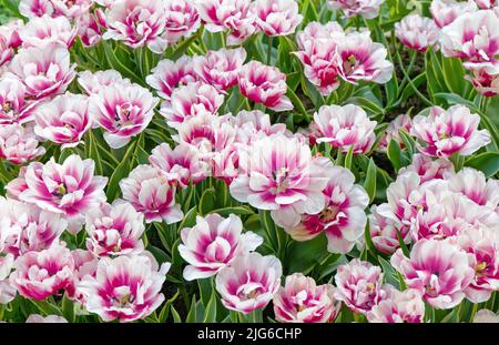 Tulips field close up Stockfoto