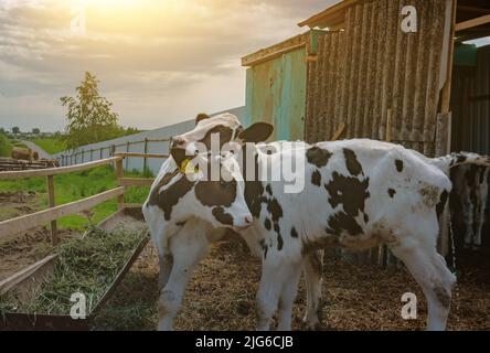 Zwei Kälber auf dem Bauernhof. Holsteiner Färse Flaschenkalber. Kälber, die miteinander spielen. Stockfoto