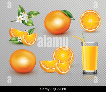 Realistisches Set mit frischen ganzen und geschnittenen Orangen Glas Saft und blühenden Baum Zweig isoliert auf transparentem Hintergrund Vektor-Illustration Stock Vektor