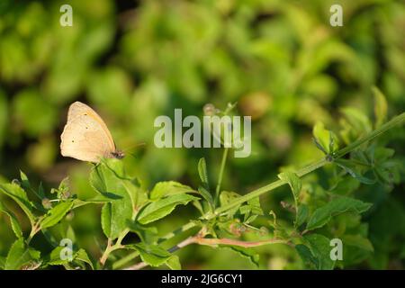Wiese brauner Schmetterling in der Natur, brauner Schmetterling auf einem Ast ruht Stockfoto