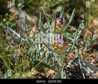 Maralwurzel oder Rhaponticum Blume, krautige mehrjährige Pflanze. Die Wurzeln werden verwendet, um Medizin zu machen Stockfoto