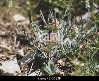 Maralwurzel oder Rhaponticum Blume, krautige mehrjährige Pflanze. Die Wurzeln werden verwendet, um Medizin zu machen Stockfoto