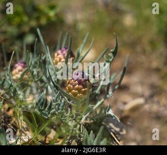 Maralwurzel oder Rhaponticum Blume, krautige mehrjährige Pflanze. Die Wurzeln werden verwendet, um Medizin zu machen Stockfoto