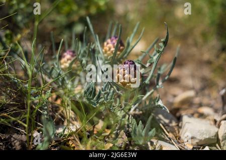 Maralwurzel oder Rhaponticum Blume, krautige mehrjährige Pflanze. Die Wurzeln werden verwendet, um Medizin zu machen Stockfoto