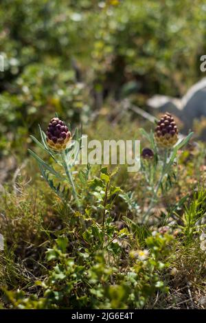 Maralwurzel oder Rhaponticum Blume, krautige mehrjährige Pflanze. Die Wurzeln werden verwendet, um Medizin zu machen Stockfoto