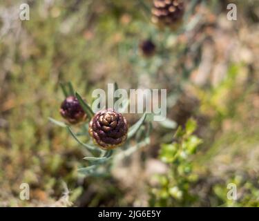 Maralwurzel oder Rhaponticum Blume, krautige mehrjährige Pflanze. Die Wurzeln werden verwendet, um Medizin zu machen Stockfoto