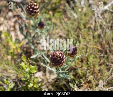 Maralwurzel oder Rhaponticum Blume, krautige mehrjährige Pflanze. Die Wurzeln werden verwendet, um Medizin zu machen Stockfoto