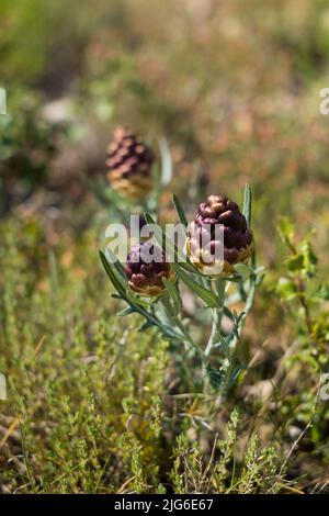 Maralwurzel oder Rhaponticum Blume, krautige mehrjährige Pflanze. Die Wurzeln werden verwendet, um Medizin zu machen Stockfoto